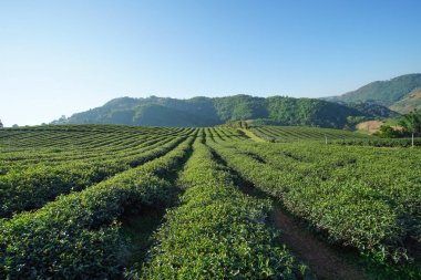 Çay plantasyon Doi Mae Salong, Chiang Rai Tayland içinde
