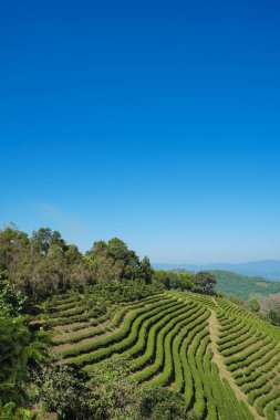 Çay plantasyon Doi Mae Salong, Chiang Rai Tayland içinde