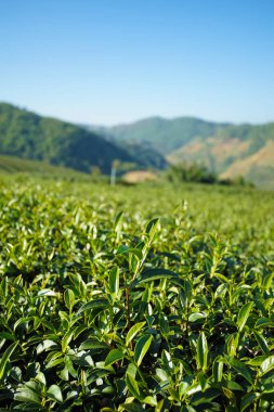 Çay plantasyon Doi Mae Salong, Chiang Rai Tayland içinde
