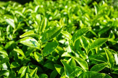 Çay plantasyon, yeşil alan peyzaj