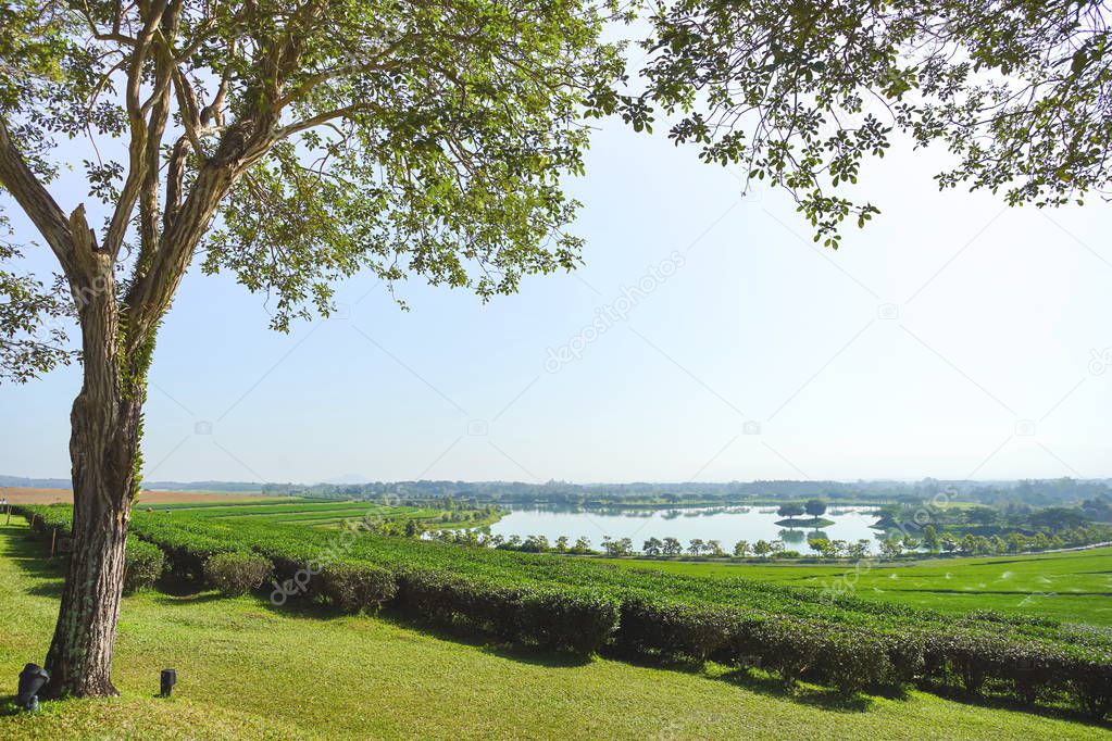 Beautiful view tree and tea plantation with lake