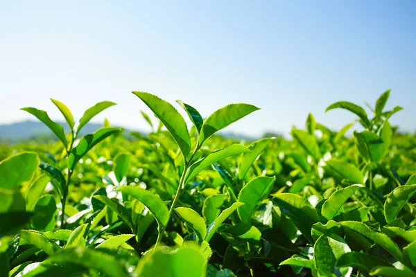 Krajina z čajové plantáže, zelená pole Stock Fotografie
