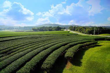 Çay plantasyon mavi gökyüzü arka plan manzara