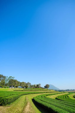 Çay plantasyon mavi gökyüzü arka plan manzara