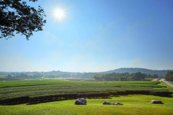 Landscape of tea plantation blue sky background