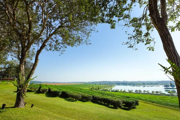 Hermosa plantación de árboles y té con vista al lago — Foto de Stock