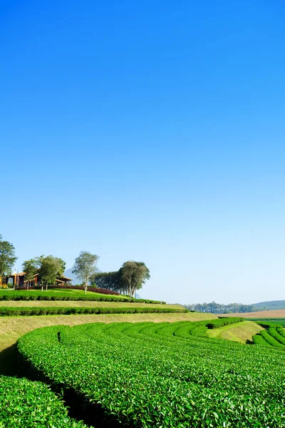 Krajina z čajové plantáže modré obloze na pozadí Stock Snímky