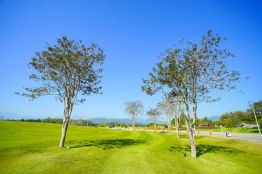 Güzel ağaç yeşil çim ve mavi gökyüzü