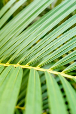 Doğada atış kadar kapalı soyut yaprak yeşil