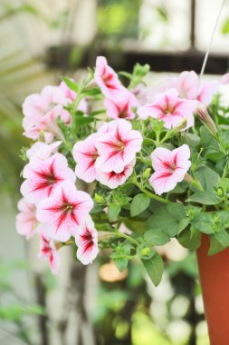 Petunya çiçek, pembe Petunya çiçek kadar kapalı