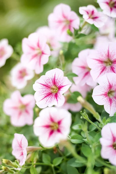 Closed up Petunia flower, pink petunia flower — Stock Photo, Image