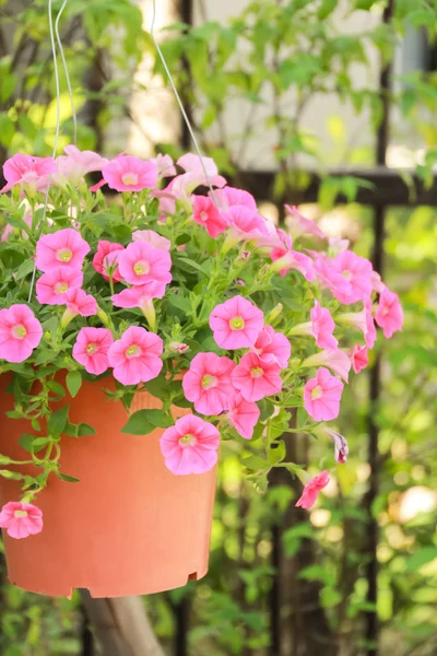 Fechado flor Petúnia, flor petúnia rosa — Fotografia de Stock