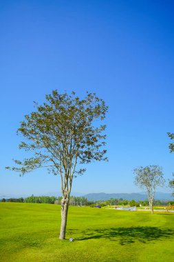 Güzel ağaç yeşil çim ve mavi gökyüzü