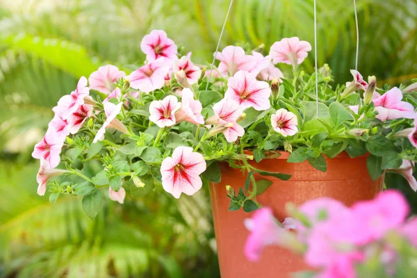 Closed up Petunia flower, pink petunia flower — Stock Photo, Image