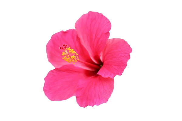 Розовый свежий цветок гибискуса на белом фоне — стоковое фото