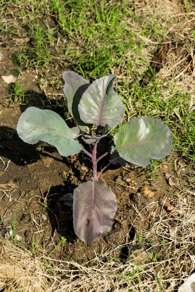 Young purple cauliflower on crop — Stok fotoğraf