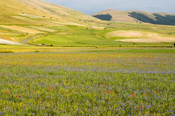 Champs Fleurs Sauvages Dans Plaine Castelluccio Norcia Apennins Ombrie Italie — Photo