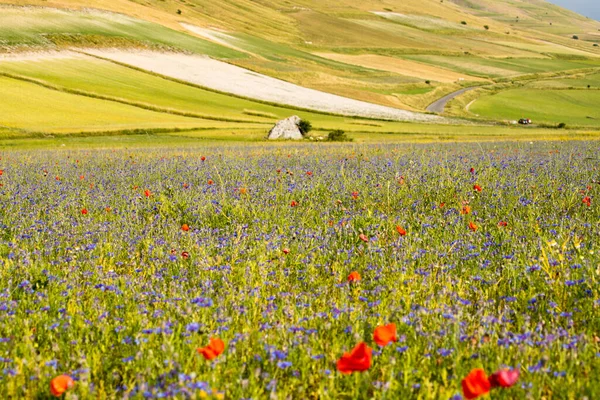 Αγριολούλουδα Στην Πεδιάδα Του Castelluccio Norcia Apennines Umbria Ιταλία — Φωτογραφία Αρχείου