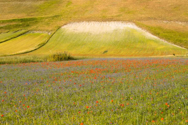 Kwitnące Maki Równinie Castelluccio Norcia Apeniny Umbria Włochy — Zdjęcie stockowe