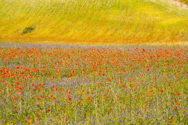 Coquelicots Fleurs Dans Plaine Castelluccio Norcia Apennins Ombrie Italie — Photo