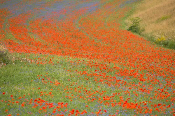 Poppies Bloom Plain Castelluccio Norcia Apennines Umbria Italy — Stock Photo, Image