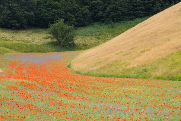 Παπαρούνες Ανθισμένες Στην Πεδιάδα Του Castelluccio Norcia Apennines Umbria Ιταλία — Φωτογραφία Αρχείου