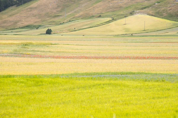 Paysage Naturel Plaine Castelluccio Norcia Apennins Ombrie Italie — Photo