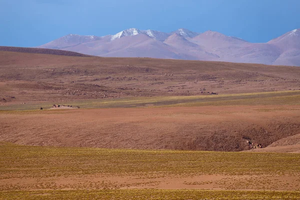 Landscape Bolivian Highlands Desert Landscape Andean Plateau Bolivia Peaks Snow — Stock Photo, Image