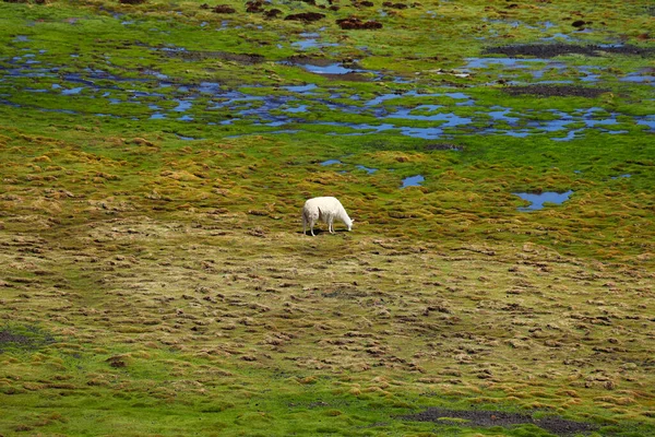 Bolivya Platosundaki Laguna Negra Otlayan Bir Lama Bolivya Dağlarının Manzarası — Stok fotoğraf