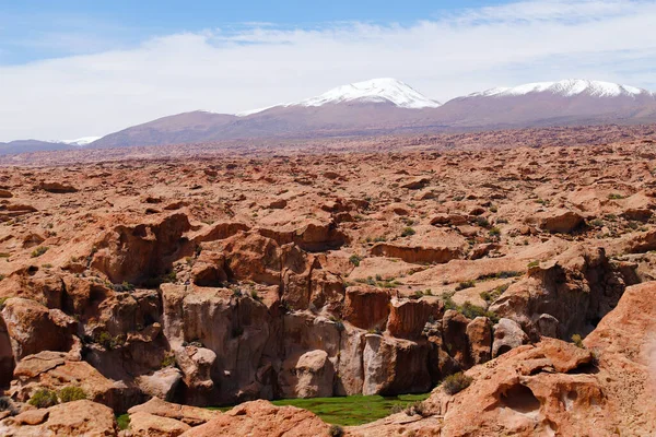 Laguna Negra Marvelous Lagoon Llamas Graze Situated Corrugations Rocks Bolivian — Stock Photo, Image