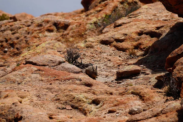 Маленькое Млекопитающее Негре Лагуна Пейзаж Боливийского Нагорья Пустынный Пейзаж Андского — стоковое фото