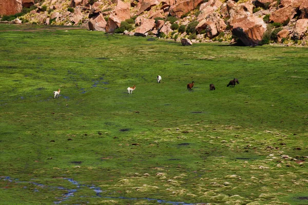 Llamas Βοσκότοπος Στη Λαγκούνα Negra Στο Οροπέδιο Της Βολιβίας Τοπίο — Φωτογραφία Αρχείου