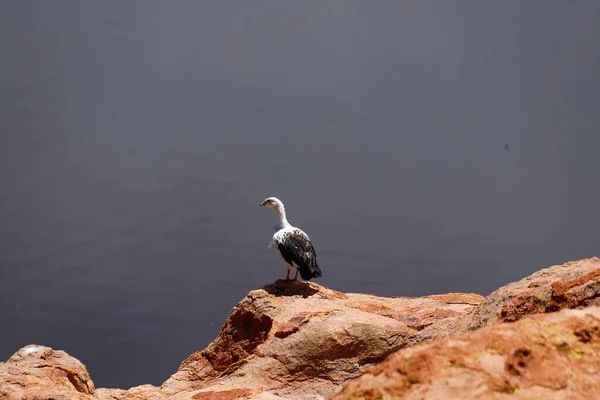 Water Bird Laguna Negra Bolivian Plateau Landscape Bolivian Highlands Desert — Stock Photo, Image