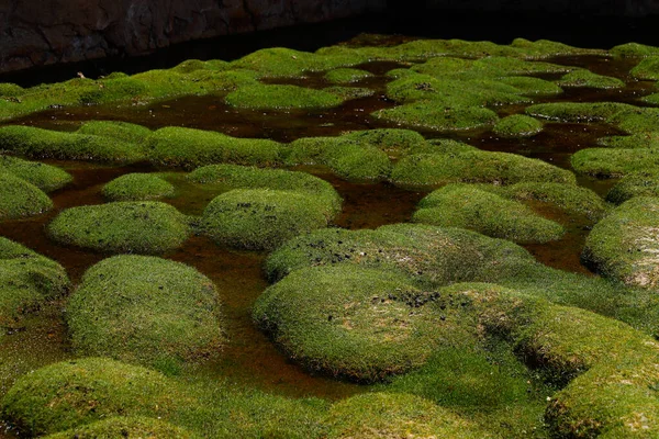 라구나 네그라 Laguna Negra 볼리비아 고원의 바위들 사이에 자리잡은 라마가 — 스톡 사진