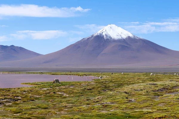 Laguna Colorada Paisaje Del Desierto Siloli Volcanes Nevados Paisajes Desérticos — Foto de Stock