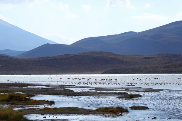 Flamingos Laguna Hedionda Snow Capped Volcanoes Desert Landscapes Highlands Bolivia — Stock Photo, Image