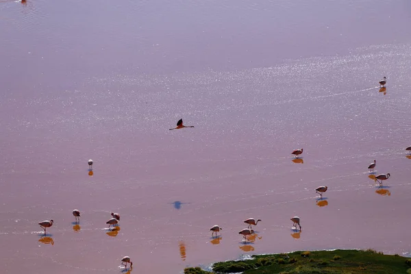 Flamingi Laguna Colorada Krajobraz Pustyni Siloli Ośnieżone Wulkany Pustynne Krajobrazy — Zdjęcie stockowe