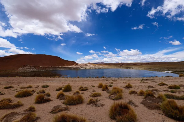 Volcans Enneigés Paysages Désertiques Autour Laguna Turquiri Bolivie Paysages Andins — Photo