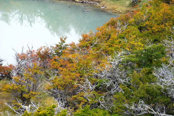 Kolory Jesiennej Roślinności Gór Torres Del Paine Park Narodowy Torres — Zdjęcie stockowe