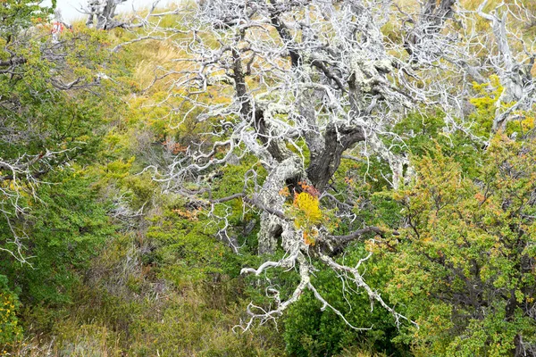 Torres Del Paine Dağlarının Sonbahar Bitkilerinin Renkleri Torres Del Paine — Stok fotoğraf