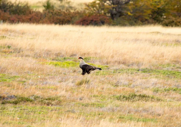 Bird Prey Autumn Vegetation Torres Del Paine Mountains Torres Del — Stock Photo, Image