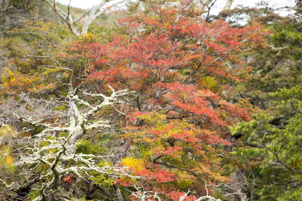 Colores Otoñales Vegetación Las Montañas Torres Del Paine Parque Nacional — Foto de Stock