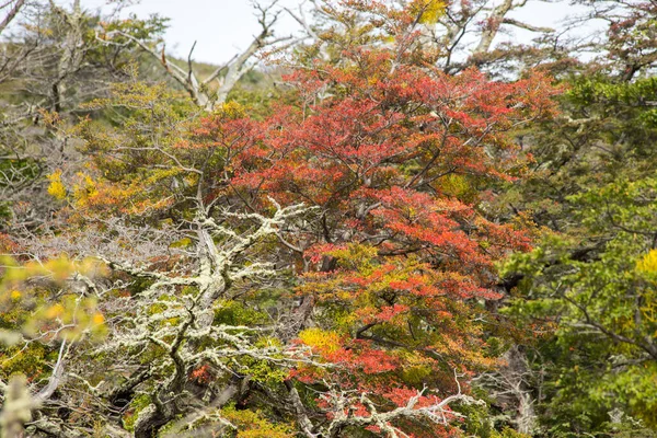 Cores Outono Vegetação Das Montanhas Torres Del Paine Parque Nacional — Fotografia de Stock