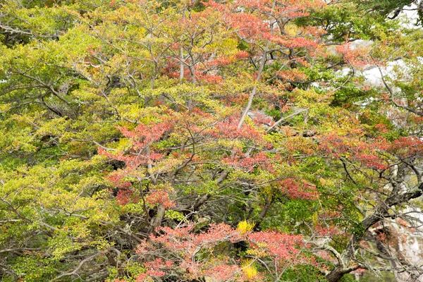 Colores Otoñales Vegetación Las Montañas Torres Del Paine Parque Nacional — Foto de Stock