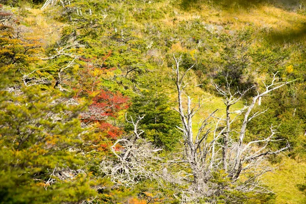 Цвета Осени Растительности Гор Торрес Дель Пайне Национальный Парк Торрес — стоковое фото