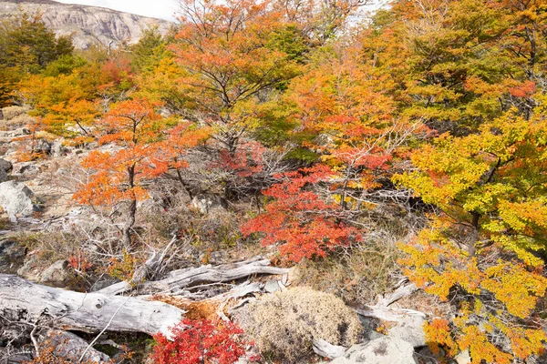 Осенние Цвета Растительности Вокруг Водопада Чоррильо Дель Сальто Национальный Парк — стоковое фото