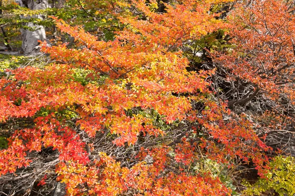 Cores Outono Vegetação Torno Cachoeira Chorrillo Del Salto Parque Nacional — Fotografia de Stock