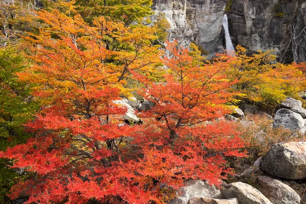 Осенние Цвета Растительности Вокруг Водопада Чоррильо Дель Сальто Национальный Парк — стоковое фото