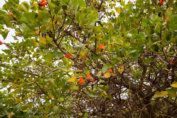 Anakena Plajı Çevresindeki Bitki Örtüsü Paskalya Adası Şili — Stok fotoğraf