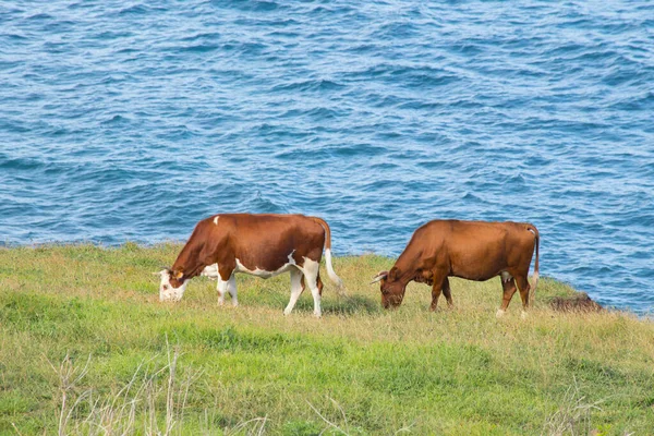 智利伊斯特岛沿岸的奶牛 — 图库照片